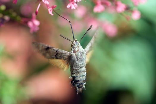 Taubenschwaenzchen  Macroglossum  stellatarum