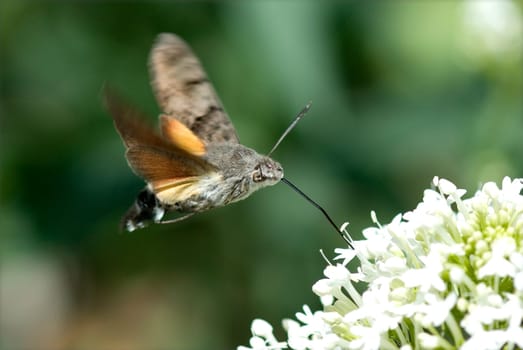 Taubenschwaenzchen  Macroglossum  stellatarum