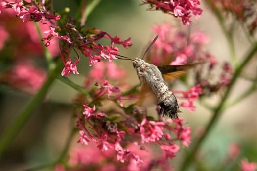 Taubenschwaenzchen  Macroglossum  stellatarum