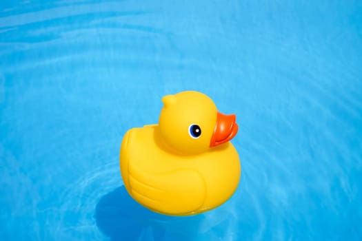 Yellow squeaky duck in the paddling pool