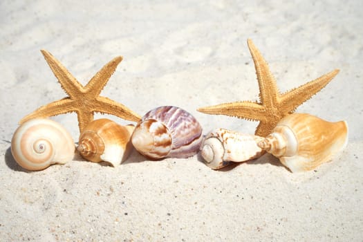 Mussels and starfish liegan on the beach