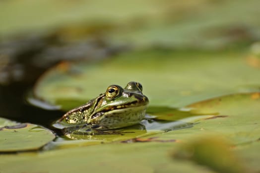 Pond frog (Pelophylax esculentus) with aphid on the nose between water lily leaves