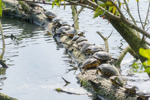 Turtle (Chrysemys picta) sits on a tree trunk. Sunbathing in the morning sun at a pond.