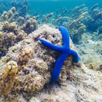 Starfish  on a coral reef underwater. Marune life