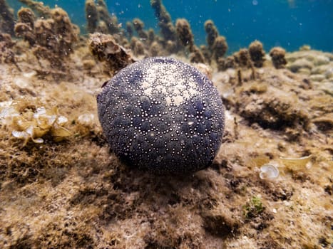 Starfish  pillow for pins underwater. Marune life