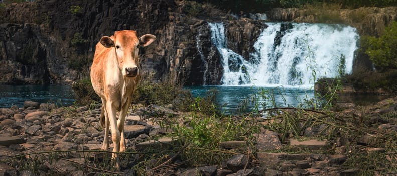 Cow at beautiful Tad Faed waterfall. Laos landscape. Panorama