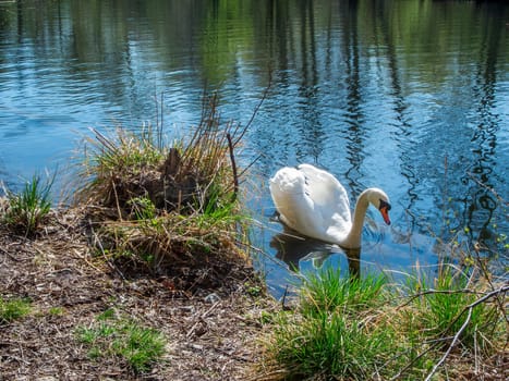 Mute swan (Lat: Cygnus olor) swimming on the bank of a pond in Brandenburg.