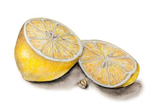 Illustration Handdrawing of one halved citrus on white.