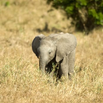 Elephant