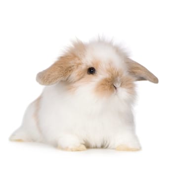 Young Rabbit in front of a white background