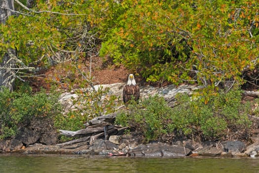 Bald Eagle Sitting on the Shore of a Ogishkemuncie Lake in the Boundary Waters in Minnesota