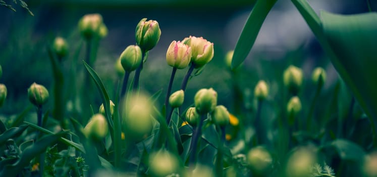 Unopened tulip in the park on a summer day