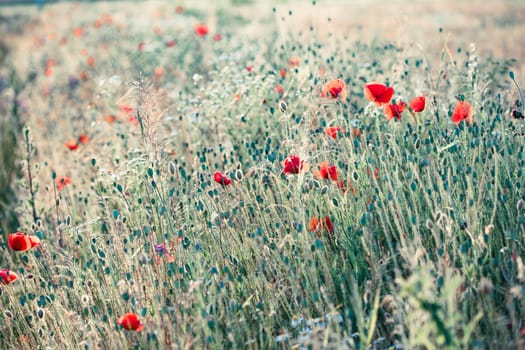 Poppies flowers and other plants in the field. Flowery meadow flooded by sunlight in the summer