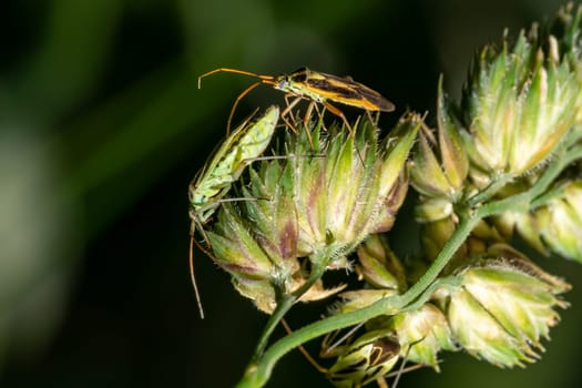 Image of two green bugs mating on green plant leaves. Insect Animal