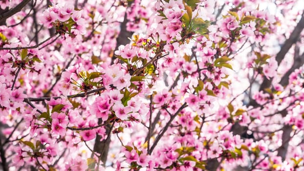 Beautiful pink background from tree flowers in blom at springtime
