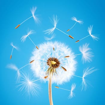 Overblown dandelion with seeds flying away with the wind during spring over blue clear sky