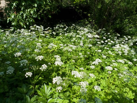Garden with trees and plants