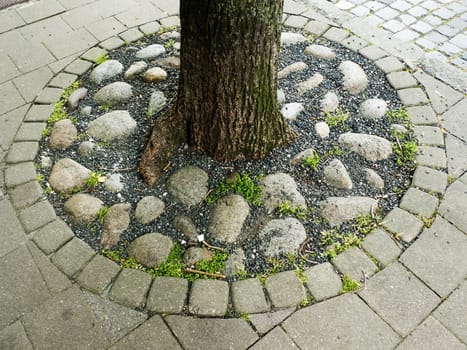 Tree on street with cover