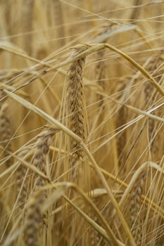 Cereals close-up,agricultural crop in a field