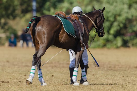 Player riders action play at world cup polocrosse championship games at Shongweni equestrain fields outside Durban.