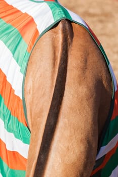 Horse pony grooming neck body cover closeup abstract animal detail.