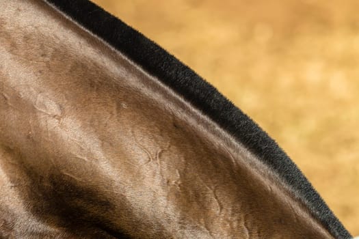 Horse pony grooming neck body cover closeup abstract animal detail.