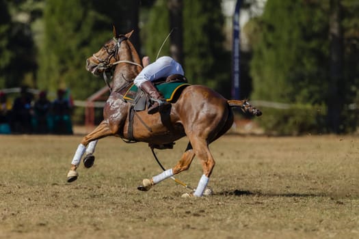PoloCrosse Riders Horses pony abstract game action