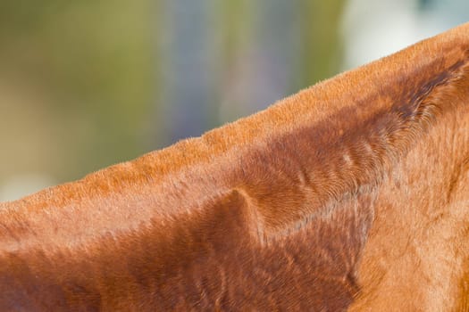 Horse chestnut grooming neck body cover closeup abstract animal detail.