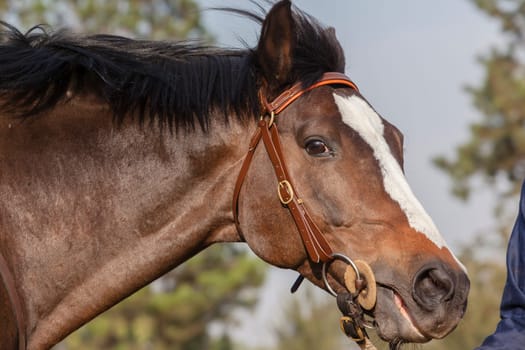 Horse stallion closeup portrait of animal
