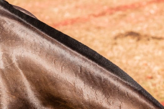 Horse pony grooming neck body cover closeup abstract animal detail.
