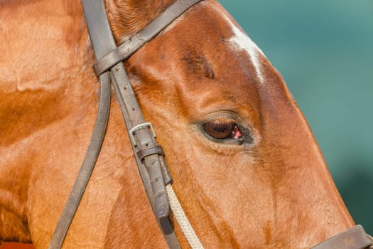Horse head eye detail closeup portrait of animal