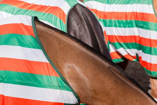 Horse ponies grooming neck body cover closeup abstract animal detail.