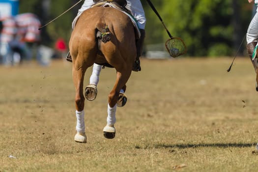 PoloCrosse Riders Horses pony abstract game action