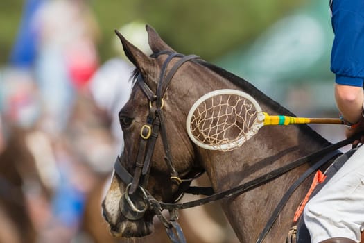 Polo-Cross rider player action unidentified on horse pony  racket in fast exciting equestrian sport.
