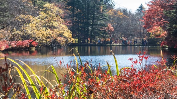 Autumn color of pond, Karuizawa, Nagano, Japan