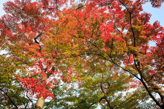 Kasumiga-ike Pond at Kenrokuen Garden in Kanazawa for adv or others purpose use