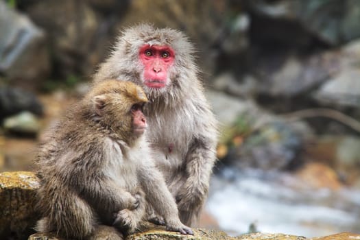 The Japanese monkey which washes a back in a hot spring for adv or others purpose use