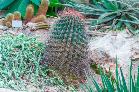Cactus garden in the sun with twisted cacti...