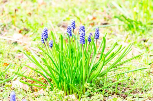 Macro photo of grape hyacinth flowers in a garden