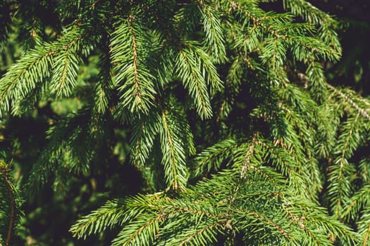 Background texture. Spruce green branches. Copy space