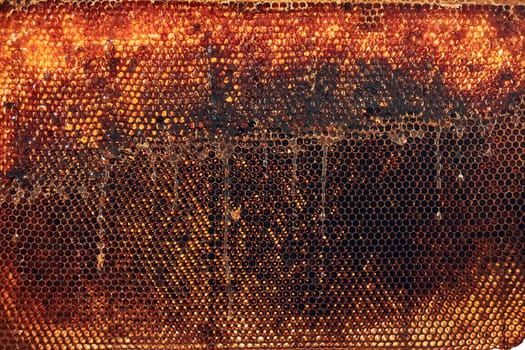 Close up of honeycomb with honey on it. Working in apiary. Harvest time in apiary. Beekeeping as hobby. Agriculture production. Natural background