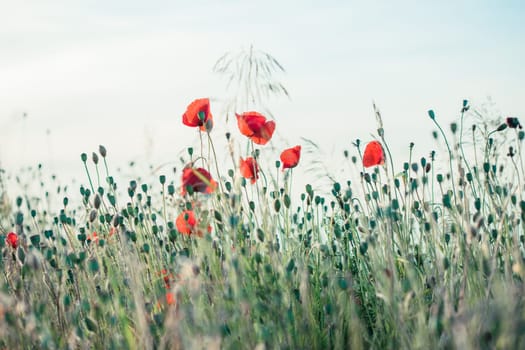 Poppies flowers and other plants in the field. Flowery meadow flooded by sunlight in the summer
