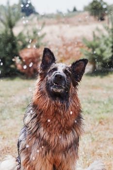 Thirsty dog enjoying sprayed water. Dog chilling himself playing with water while hot summer day in a garden. Real moments, authentic situations