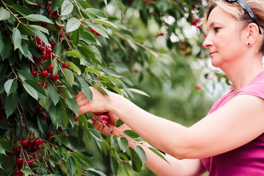 Woman picking cherry berries from tree