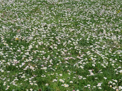 beautiful mantle of flowers spring chlorine joy nature