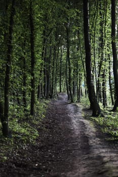 Rural country road in the forest. Green trees. Spring, summer season