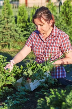 Woman working in a home garden in the backyard, picking the vegetables and put to wooden box. Candid people, real moments, authentic situations