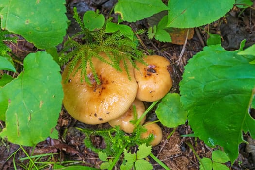 Mushrooms Emerging in The Deep Forest in Voyageurs National Park in Minnesota