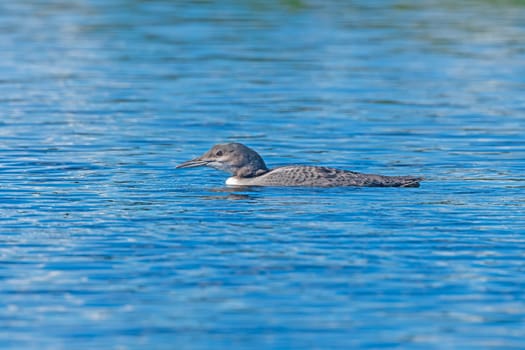 Immature Loon Swimming Low in the Water on Ogishkemuncie Lake in the Boundary Waters in Minnesota