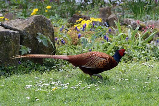 männlicher Fasan (Phasianus colchicus) im Garten